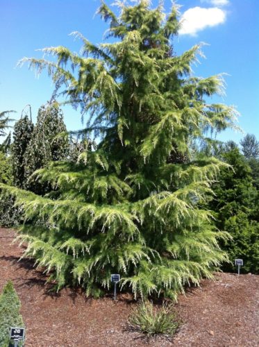 Cedrus deodara 'Albospica' | Conifer Trinomial | American Conifer Society