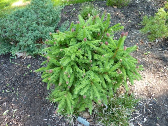 Picea Abies 'Pusch' / Pusch Norway Spruce | Conifer Trinomial ...