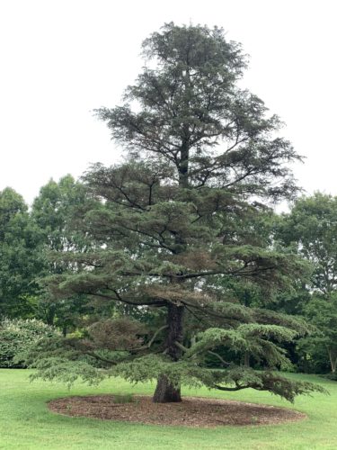 Cedrus libani subsp. stenocoma / Anatolian cedar | Conifer Trinomial ...