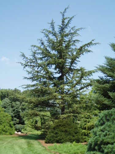 Cedrus libani subsp. stenocoma / Anatolian cedar | Conifer Trinomial ...