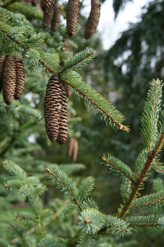 Picea asperata var. heterolepsis / Notch-scale dragon spruce | Conifer ...