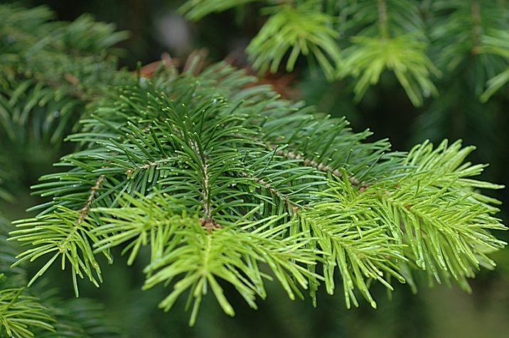 Abies sibirica subsp. semenovii / Tienshan fir | Conifer Trinomial ...