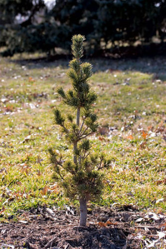 Pinus parviflora 'Un-ryu' / 'Un-ryu' Japanese White Pine | Conifer