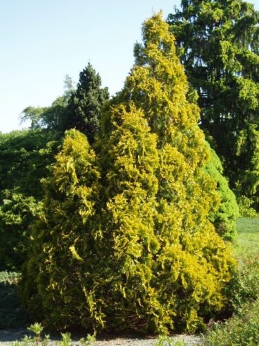 Thuja occidentalis 'Pumila Sendwelli' / Eastern White Cedar | Conifer ...