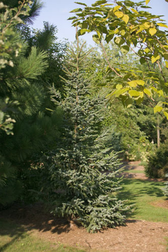 Picea jezoensis 'Landis' / Landis Yezo Spruce | Conifer Trinomial ...