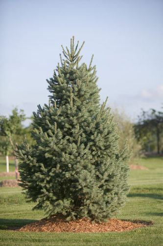 Picea engelmannii 'Compacta' / Engelmann Spruce 'Compacta' | Conifer ...