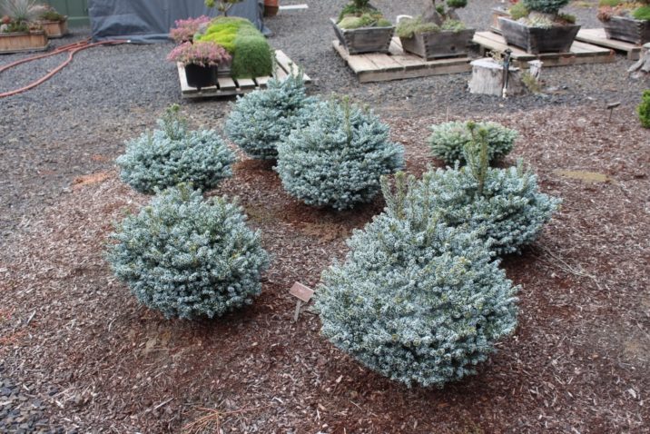 Abies koreana ‘Kohouts Icebreaker’ / Ice Breaker™ Korean fir | Conifer