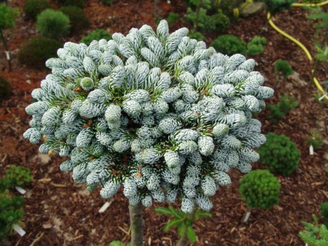 Abies koreana ‘Kohouts Icebreaker’ / Ice Breaker™ Korean fir | Conifer