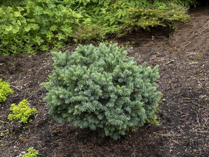 Picea engelmannii 'Hexenbesen Jasper' / Jasper Engelmann spruce ...