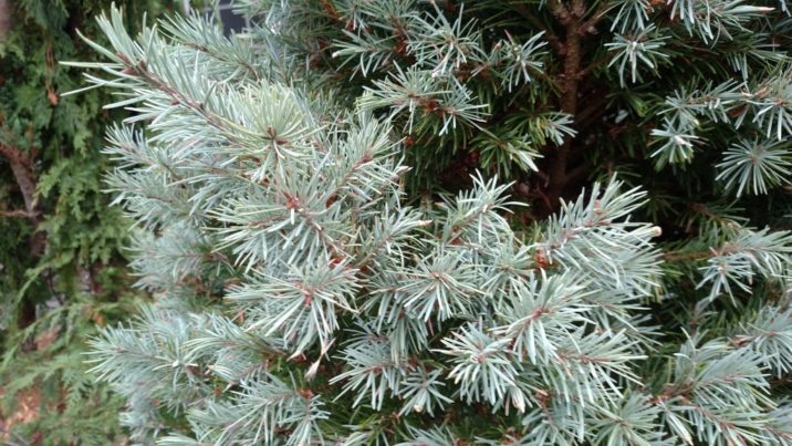 Pseudotsuga menziesii 'Foxy Fir' / Foxy Douglas-fir | Conifer Trinomial ...