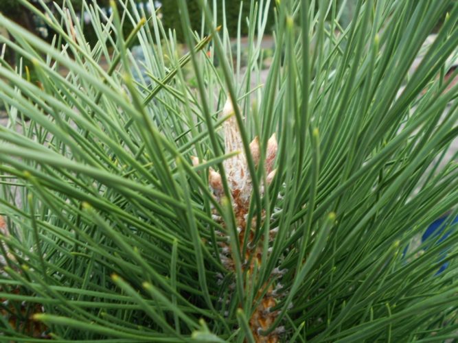 Pinus nigra 'Green Tower' / Green Tower Austrian pine | Conifer ...