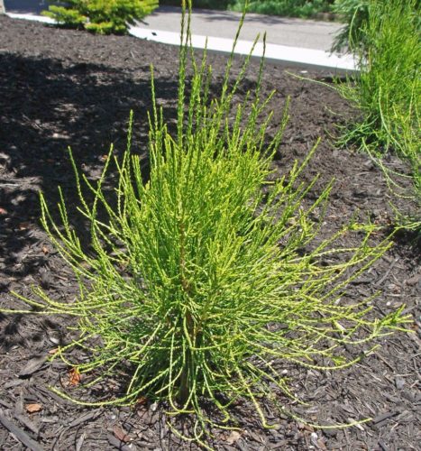 Platycladus orientalis 'Franky Boy' / Franky Boy Chinese arborvitae ...