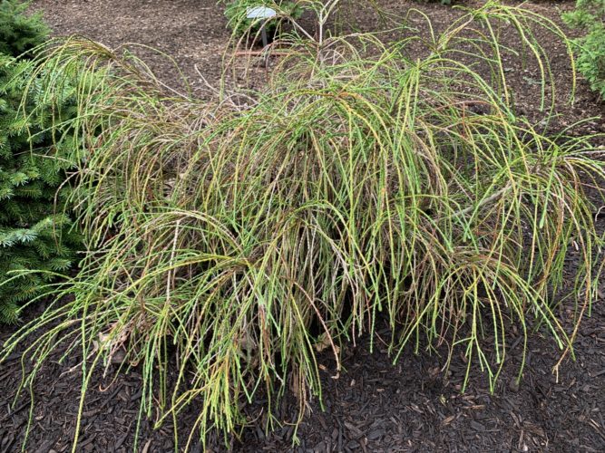 whipcord arborvitae in landscape