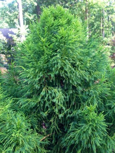 Cryptomeria japonica 'Pom Pom' | Conifer Trinomial | American Conifer ...