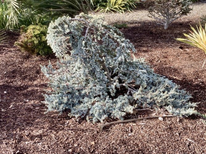 Cedrus atlantica 'Sapphire Nymph' / Sapphire Nymph Atlas cedar ...