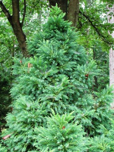 Cryptomeria japonica 'Yellow Twig' / Yellow Twig Japanese cedar ...