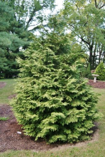 Thuja occidentalis 'Enlightened' / Enlightened American arborvitae ...