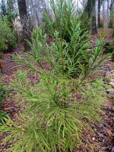 Cryptomeria japonica 'Beaumont's Dwarf' / Beaumont's dwarf Japanese ...