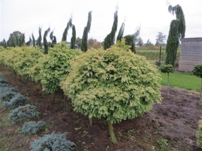 metasequoia glyptostroboides schirrmanns nordlicht