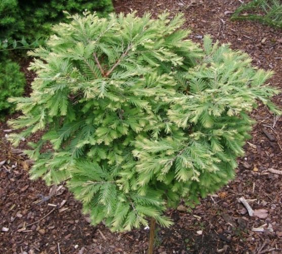 metasequoia glyptostroboides schirrmanns nordlicht