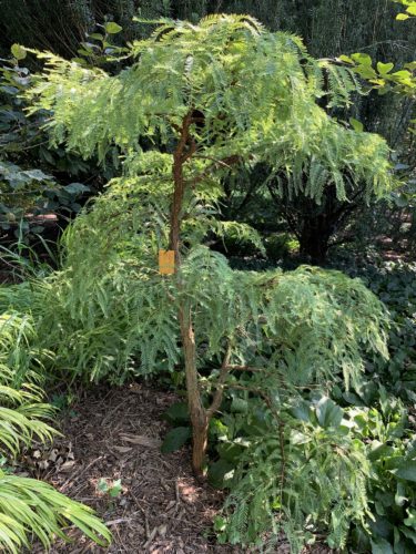 metasequoia seedling