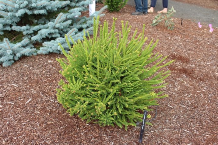 Cryptomeria japonica 'Dinger' / Dinger Japanese cedar | Conifer ...