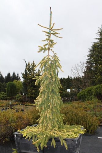 Picea Abies Gold Drift Gold Drift Norway Spruce Conifer Trinomial American Conifer Society