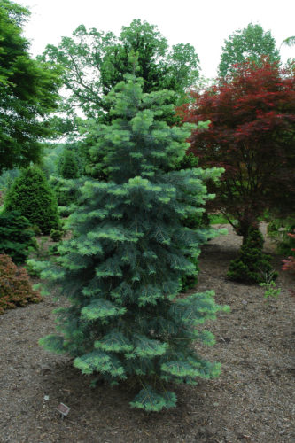 Abies concolor 'Blue Cloak' / Blue Cloak white fir | Conifer Trinomial ...