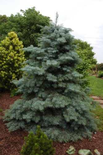 Abies concolor 'Blue Cloak' / Blue Cloak white fir | Conifer Trinomial ...