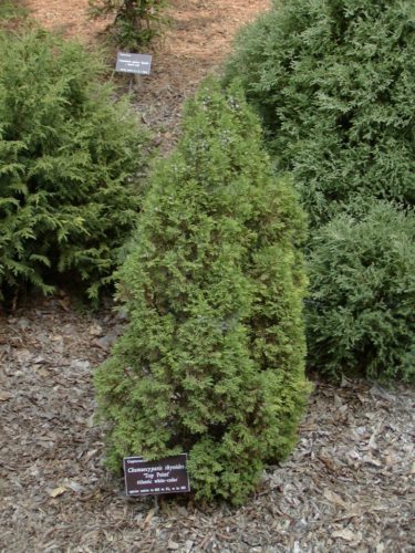 i går Husk Slagskib Chamaecyparis thyoides 'Top Point' / Top Point Atlantic white cypress |  Conifer Trinomial | American Conifer Society