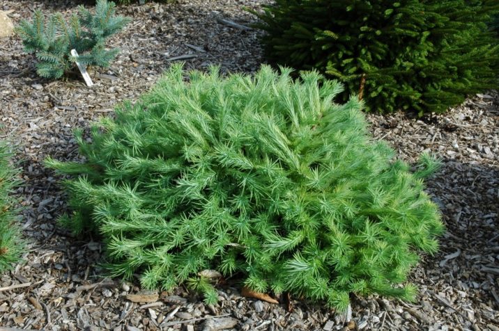 Larix × marschlinsii 'Snapewood Broom' / Snapewood Dunkeld larch ...