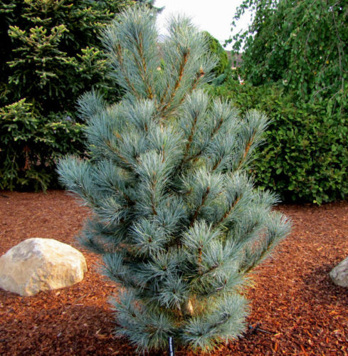Pinus peuce 'Pacific Blue' / Pacific Blue Macedonian pine | Pacific ...