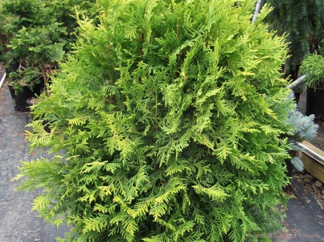 Thuja occidentalis 'Starkie's Gold' / Starkie's Gold Arborvitae ...