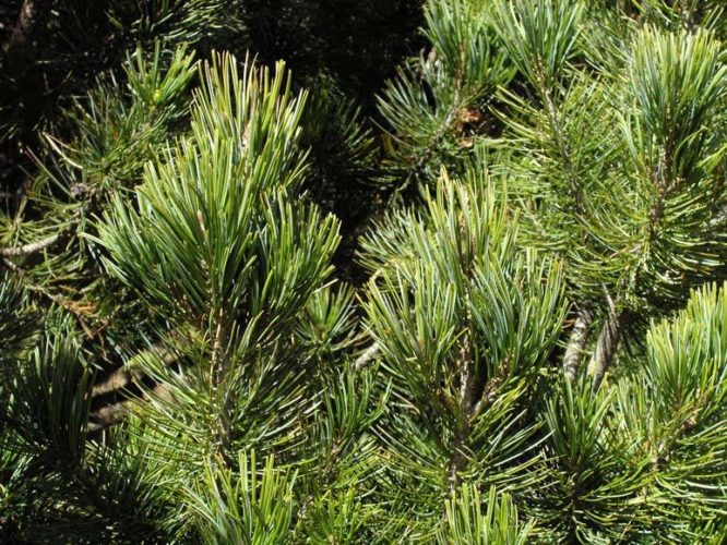 Pinus johannis / Johannis pine | Conifer Species | American Conifer Society