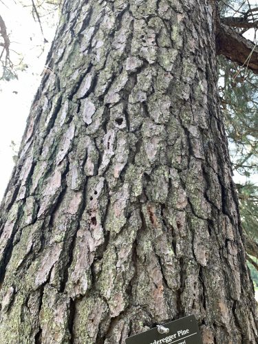 Pinus × sondereggeri / Sonderegger's pine | Conifer Species | American ...