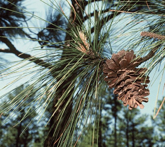 Pinus × Sondereggeri Sondereggers Pine Conifer Species American Conifer Society 5653