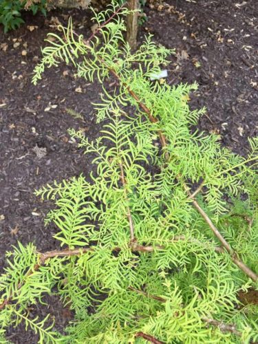 metasequoia glyptostroboides bizzarger