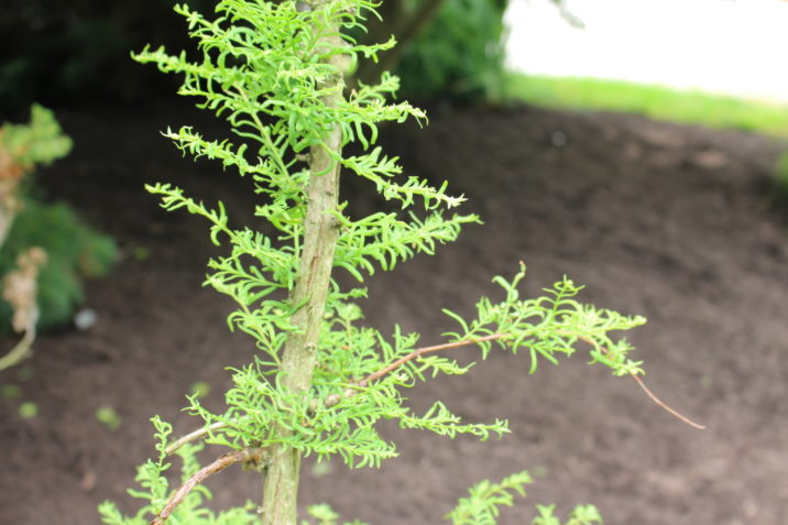 metasequoia glyptostroboides bizzarger