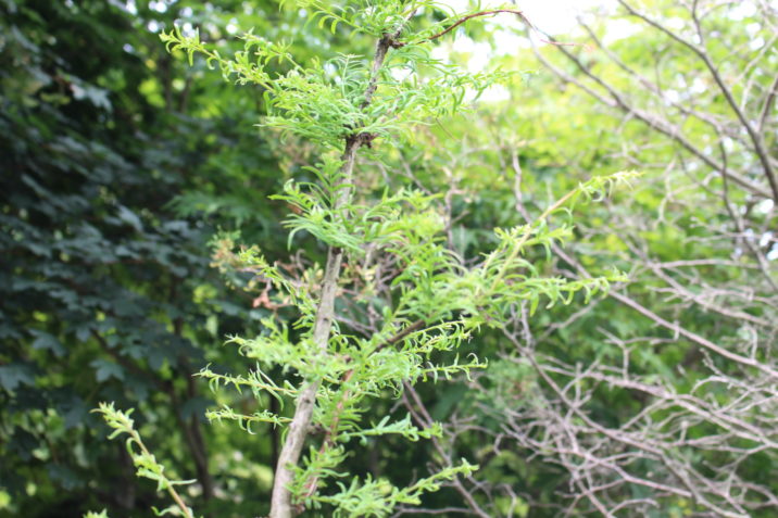 metasequoia glyptostroboides bizzarger