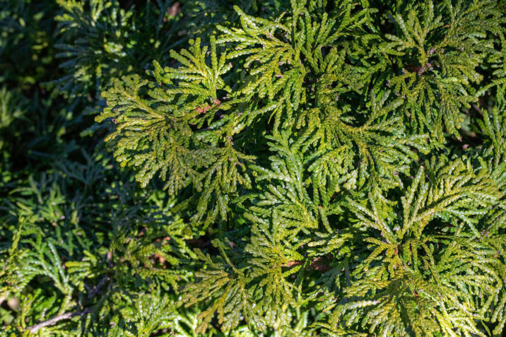 Thuja occidentalis 'Trompenburg' / Trompenburg eastern arborvitae ...