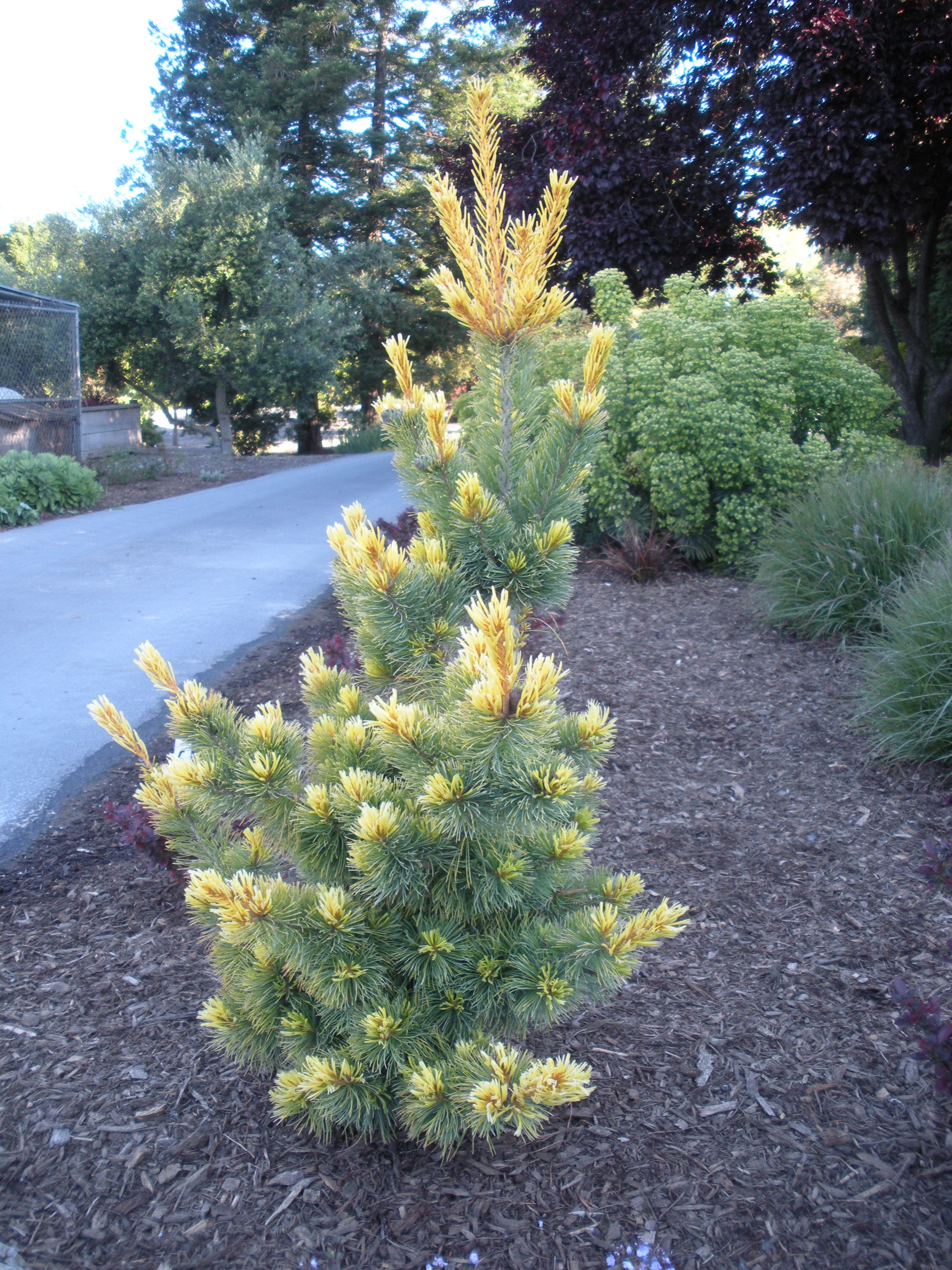 10 Types Of Pine Trees Everyone Should Know | American Conifer Society