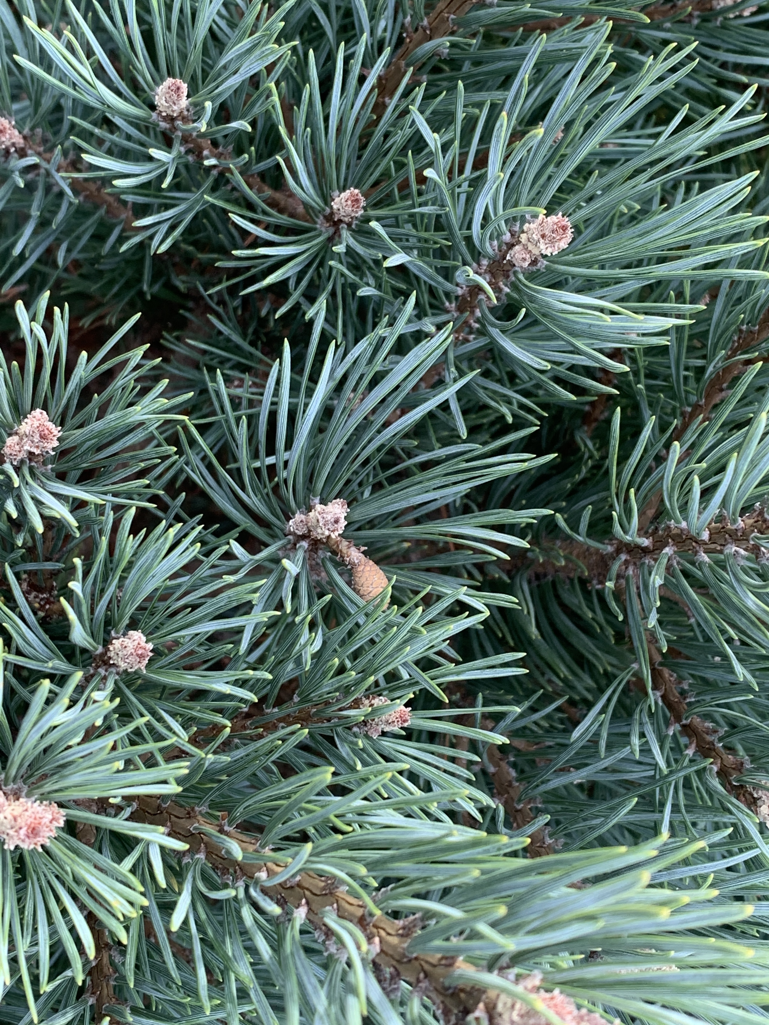 pine trees types conifer pinus needles cones everyone should know watereri buds slow rich growing selection lovely close green blue