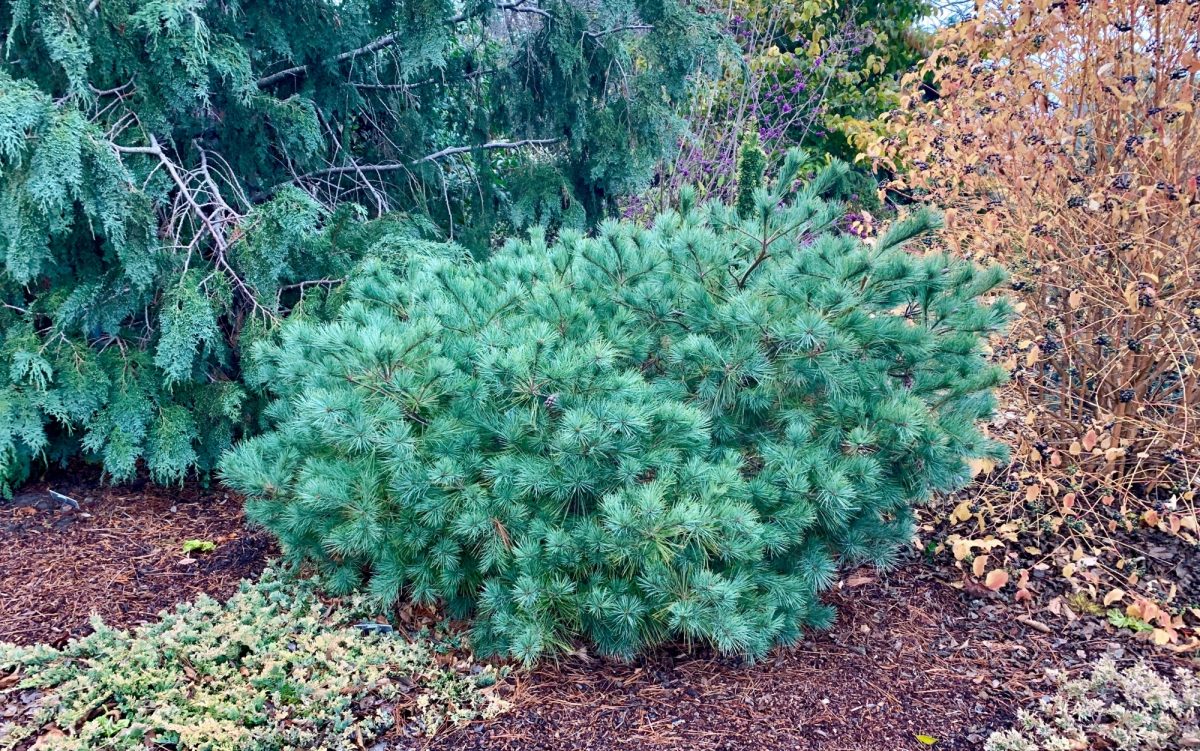 20 Types of Pine Trees Everyone Should Know   American Conifer Society