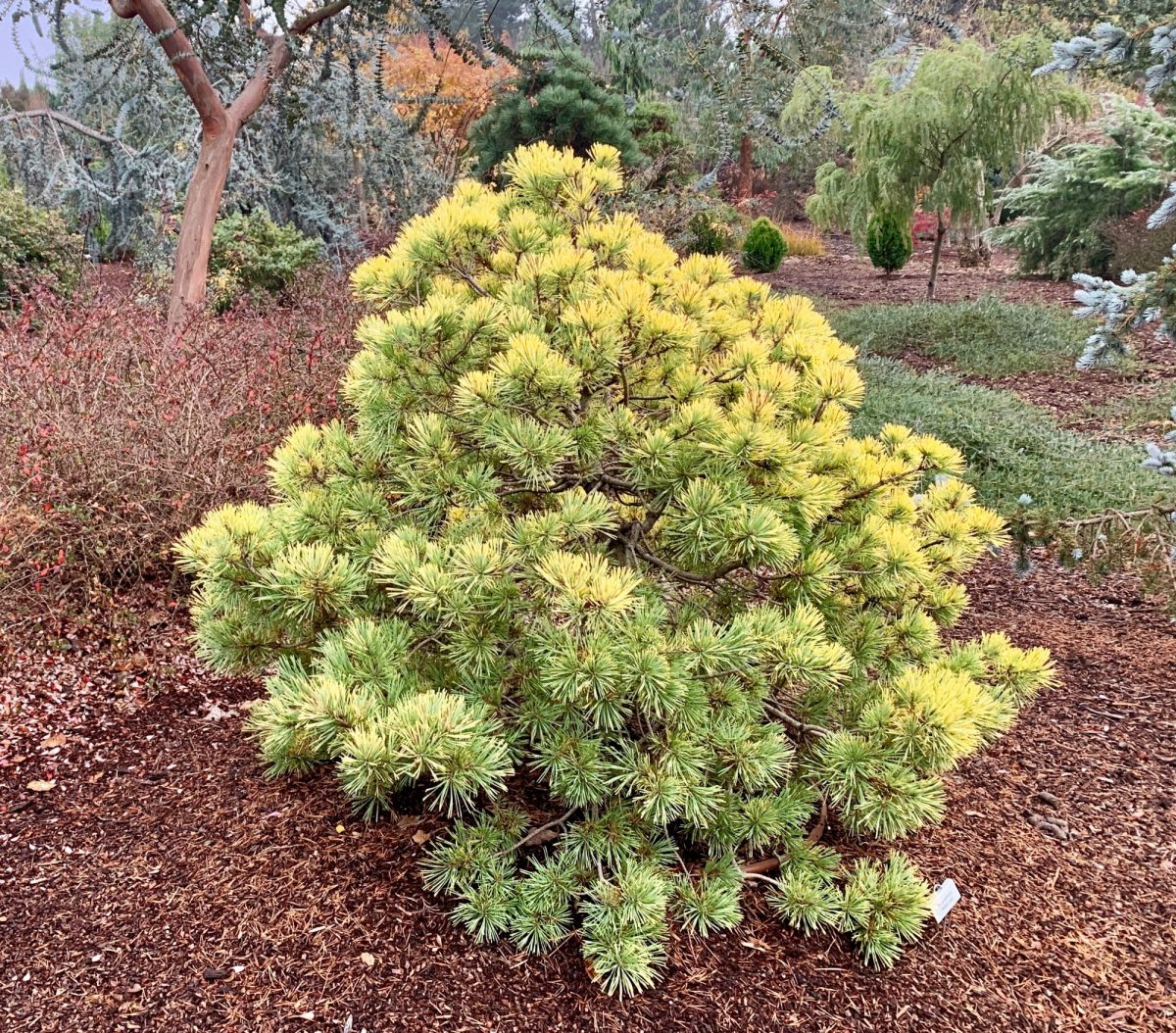 10-types-of-pine-trees-everyone-should-know-american-conifer-society