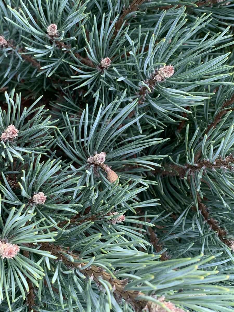 10 Types of Pine Trees Everyone Should Know | American Conifer Society