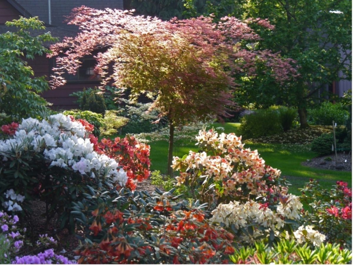 Rhododendron and Maples at the Herbst garden