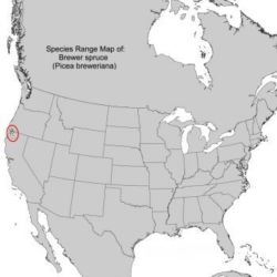 <em>Picea breweriana </em>— Species Range Map