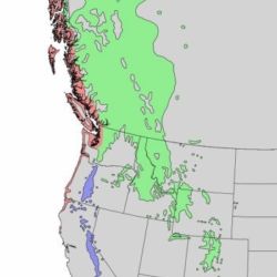 <em>Pinus contorta </em>— Species Range Map. US Geological Survey map in the Public Domain