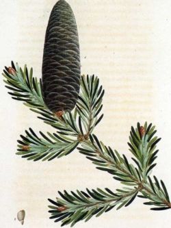 a stipple engraving of <em>Abies balsamea </em>, Balsam fir, by Bessin