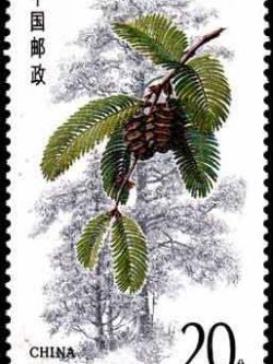 An example of dawn redwood on a Chinese postage stamp